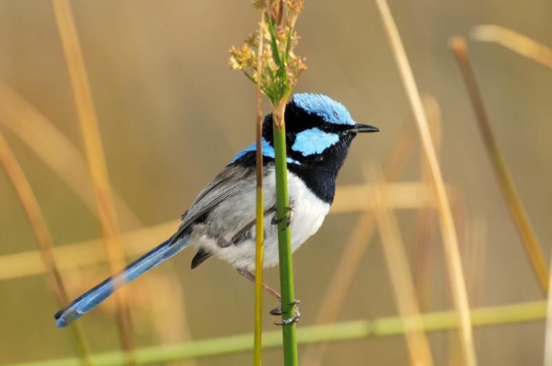 Bird on plant