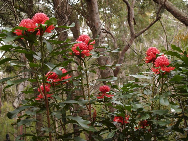 waratahs